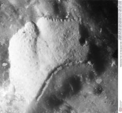 Historisches Foto von Decapoda indet. (NHMW-AFW-GEO-BACHMAYER-FOTO-1990-0041-0329)